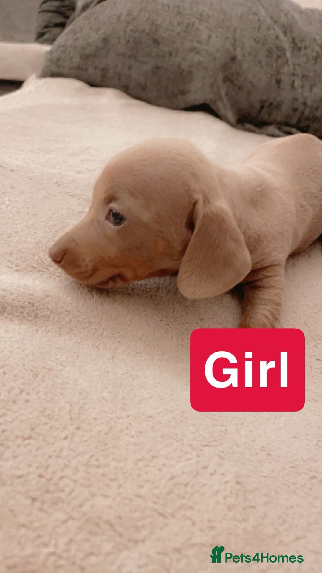 Dachshund dogs for sale: Dachshund Isabella dapple puppies  - Advert 9