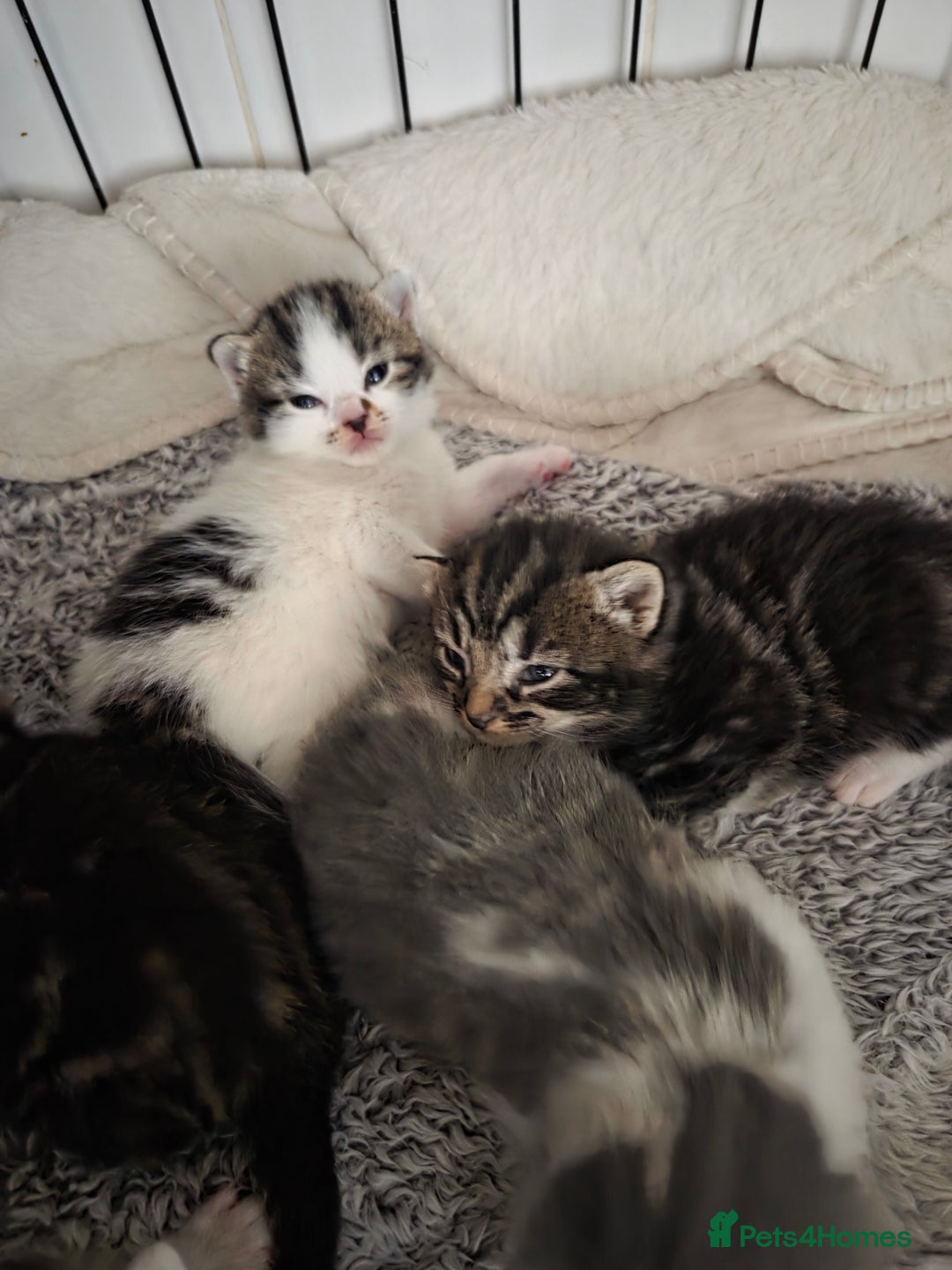Mixed Breed cats for sale: 4 beautiful mixed breed kittens  - Advert 9