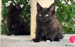 Maine Coon cats for sale: TICA 5 GEN PEDIGREE DNA TESTED  - Image 24