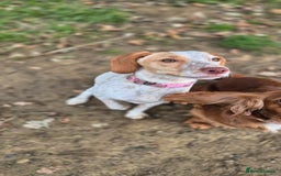 Mixed Breed dogs for sale: 18 months old  - Image 4