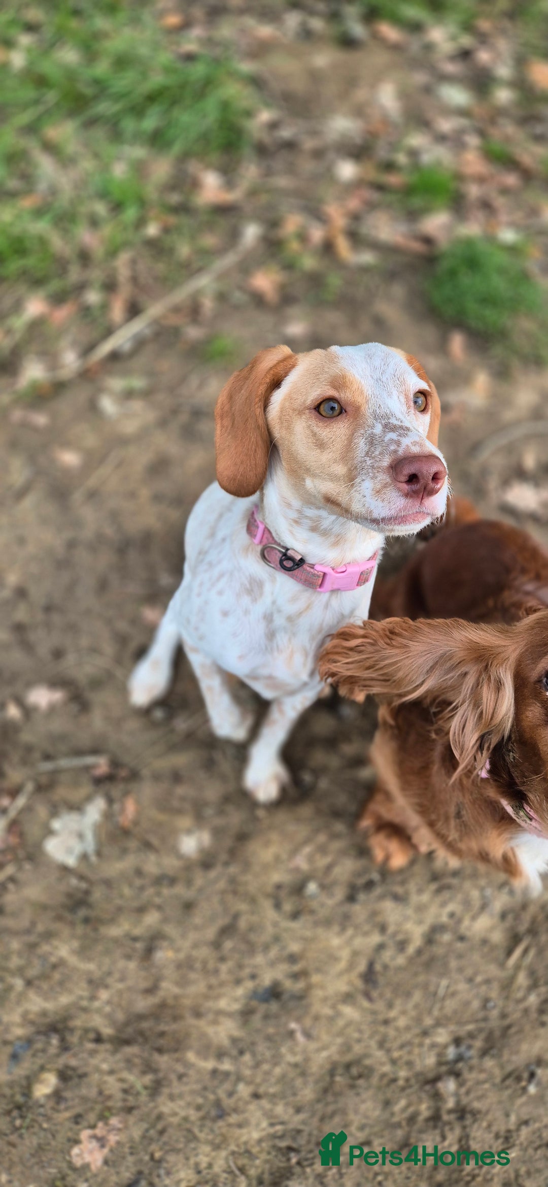 Mixed Breed dogs for sale: 18 months old  - Image 4