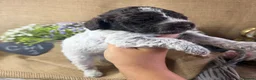 Lagotto Romagnolo dogs for sale: Cuteness overload Lagotto Romangnolo Puppies  - Advert 8