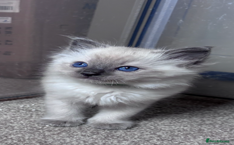 Ragdoll cats - Advert 3