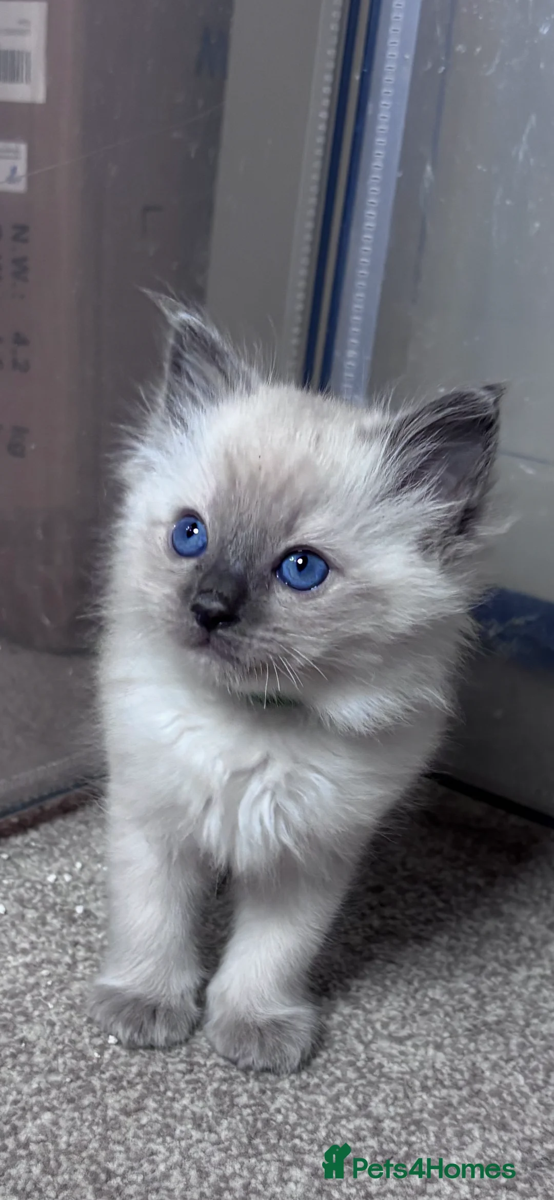 Ragdoll cats for sale: Beautiful ragdoll babies x - Advert 1