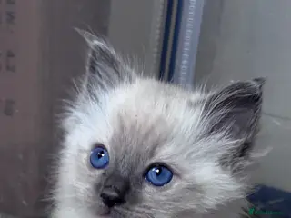 Ragdoll cats Beautiful ragdoll babies x - Advert 7