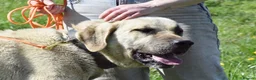 Mastiff dogs for adoption: Neo   in Warrington - Advert 9