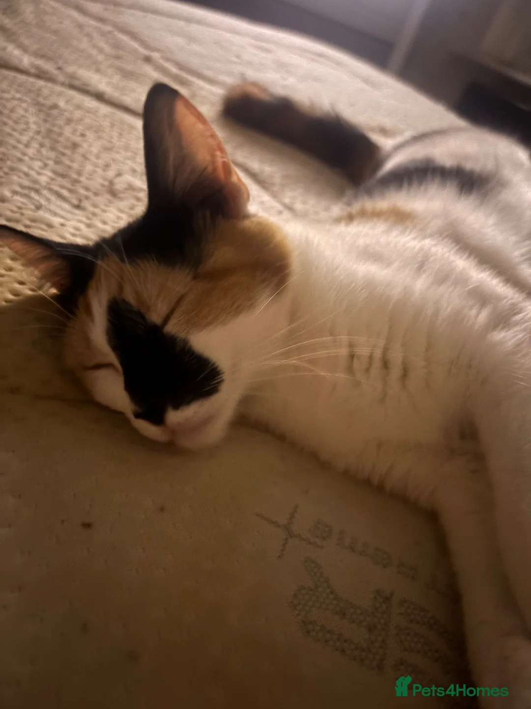 Mixed Breed cats for sale: Black & white Calico/torti beauties  - Advert 9