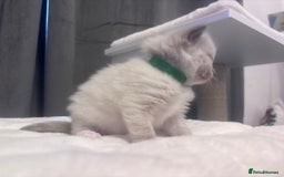 Ragdoll cats for sale: Gorgeous pedigree Ragdoll kittens  - Image 4