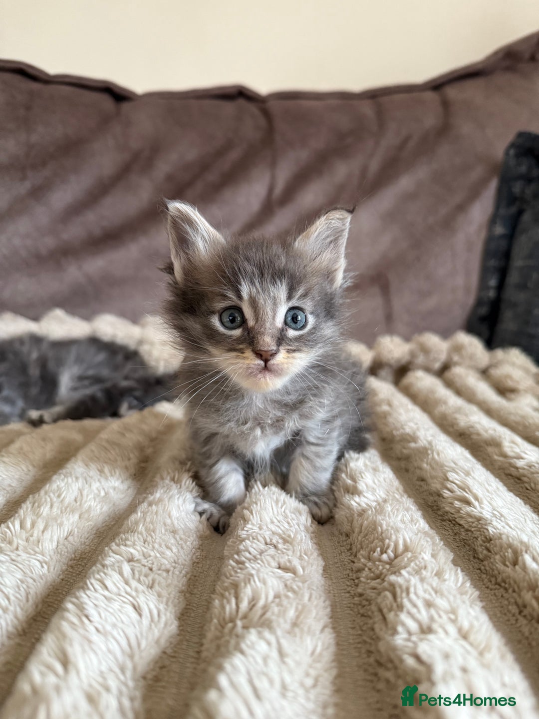 Maine Coon cats for sale: XL Russian Cubs 🇷🇺 ❤️ - Image 11