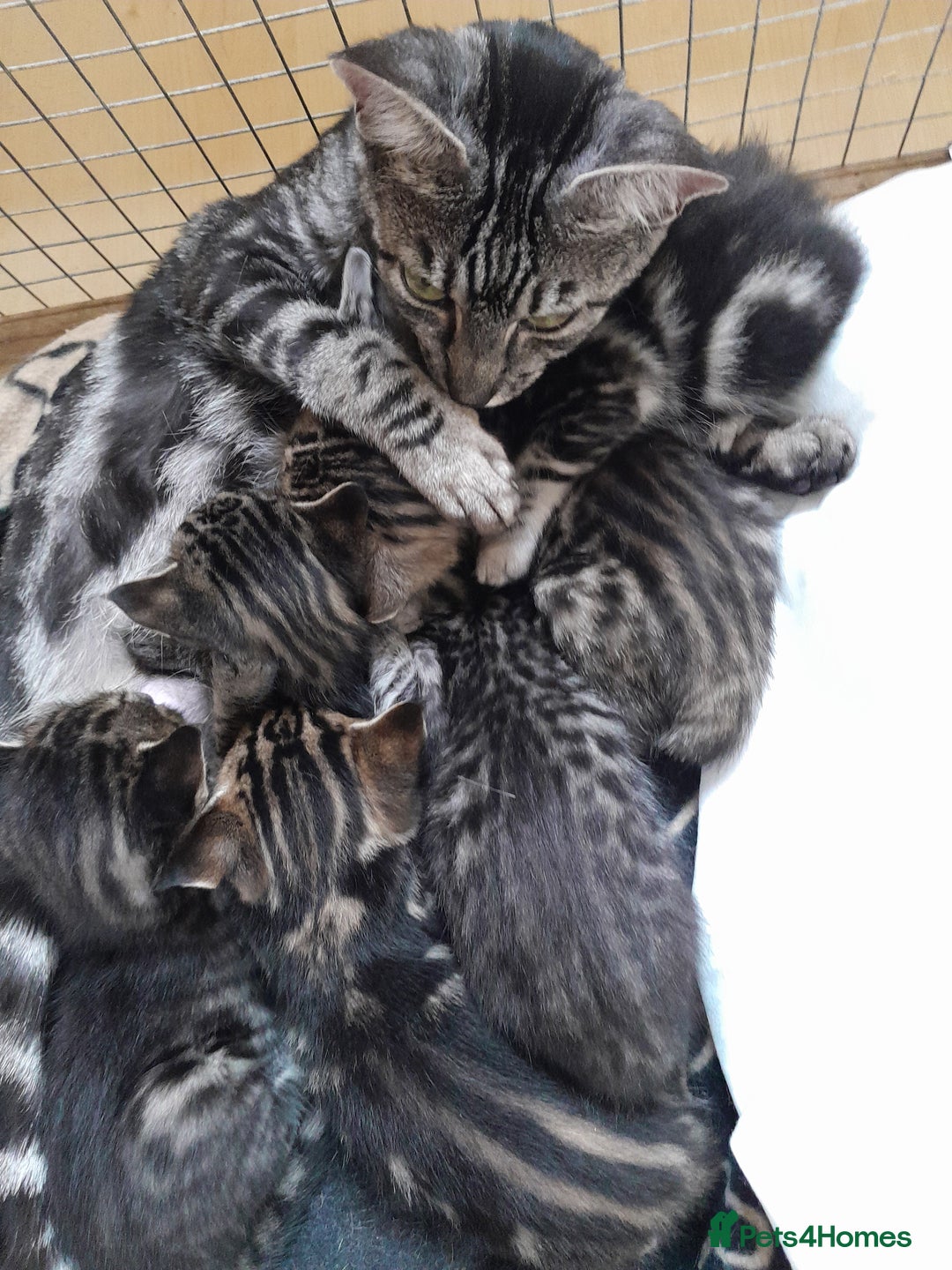 Savannah cats for sale: Full Pedigree TICA Reg F5 Savannah Boy Kitten - Image 33