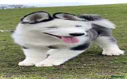Siberian Husky dogs for stud: Stunning Blue eye Sibrian Husky for Stud  in Liverpool - Image 9