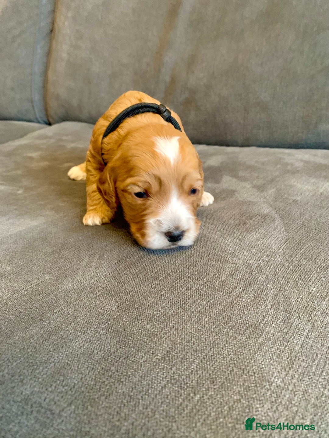 Cockapoo dogs for sale: Cockapoo F1b - Advert 33