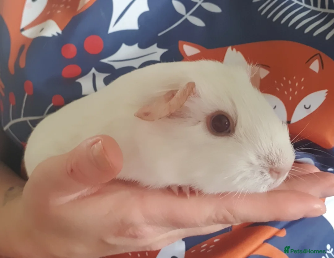 Guinea Pig rodents for sale: Beautiful guinea pigs  - Advert 3