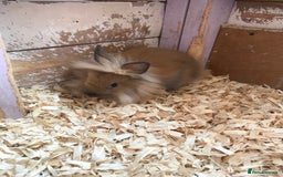 Lionhead rabbits for sale: Loinhead  - Image 3