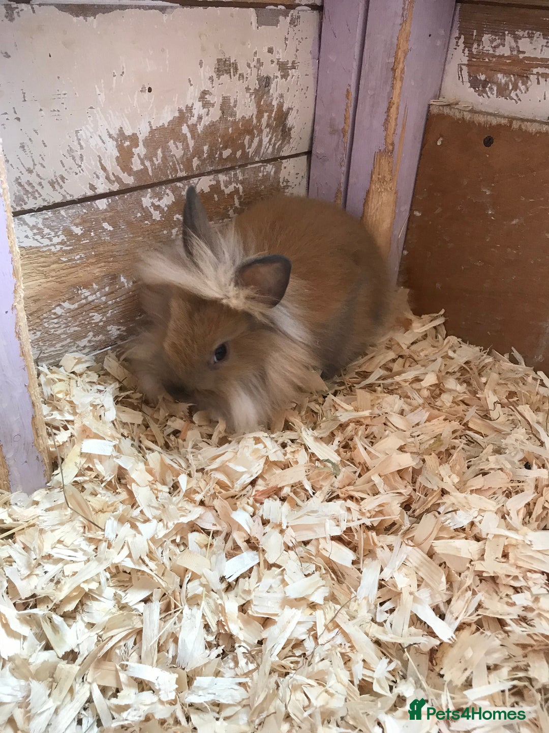Lionhead rabbits for sale: Loinhead  - Image 3