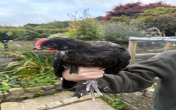 Chickens poultry for sale: 2 Pure Black Copper Marans Cockerels - Image 1
