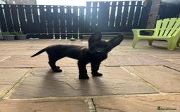 Belgian Shepherd Dog dogs for sale: Malinois x Dutch herder ready to collect !  in Wingate - Image 17
