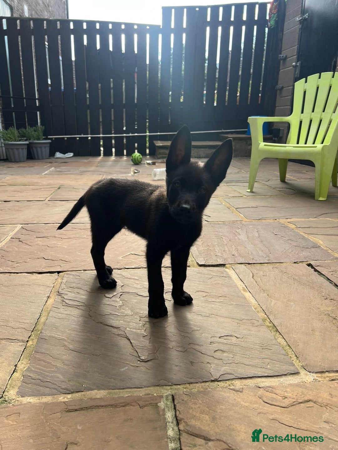 Belgian Shepherd Dog dogs for sale: Malinois x Dutch herder ready to collect !  in Wingate - Image 17