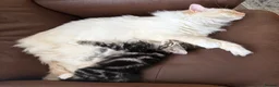Ragdoll cats for sale: 3/4 Ragdoll Kittens - all long haired beauties  - Advert 25