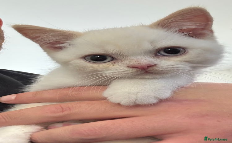 British Shorthair cats - Advert 4