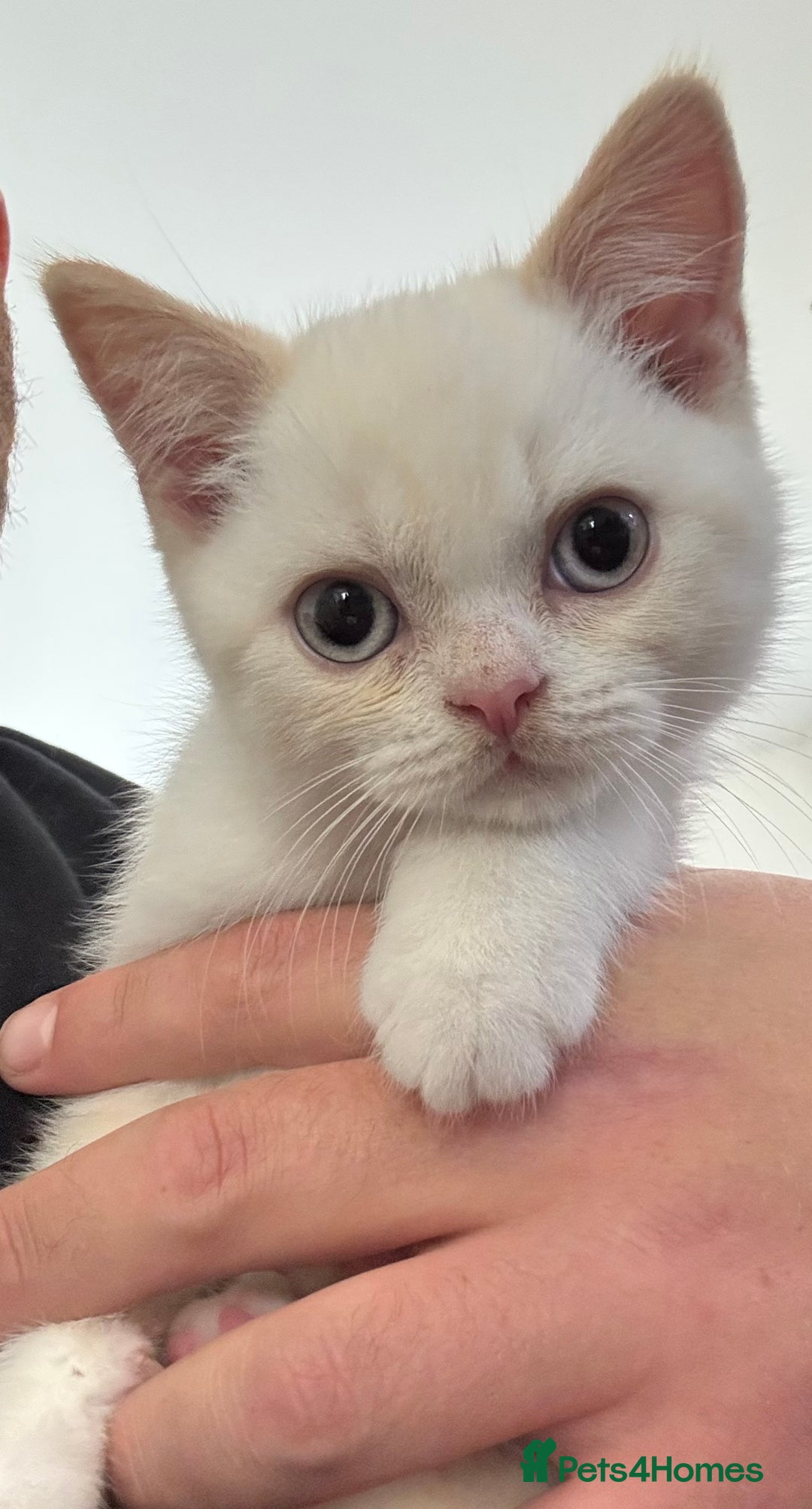 British Shorthair cats for sale: Pure British Shorthair Kittens only 1 left - Image 5