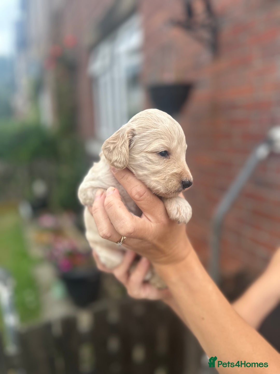 Cockapoo dogs for sale: Stunning f1b cockapoo puppies!!  - Image 17