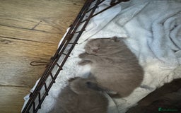 British Shorthair cats for sale: British Shorthair babies  - Image 16