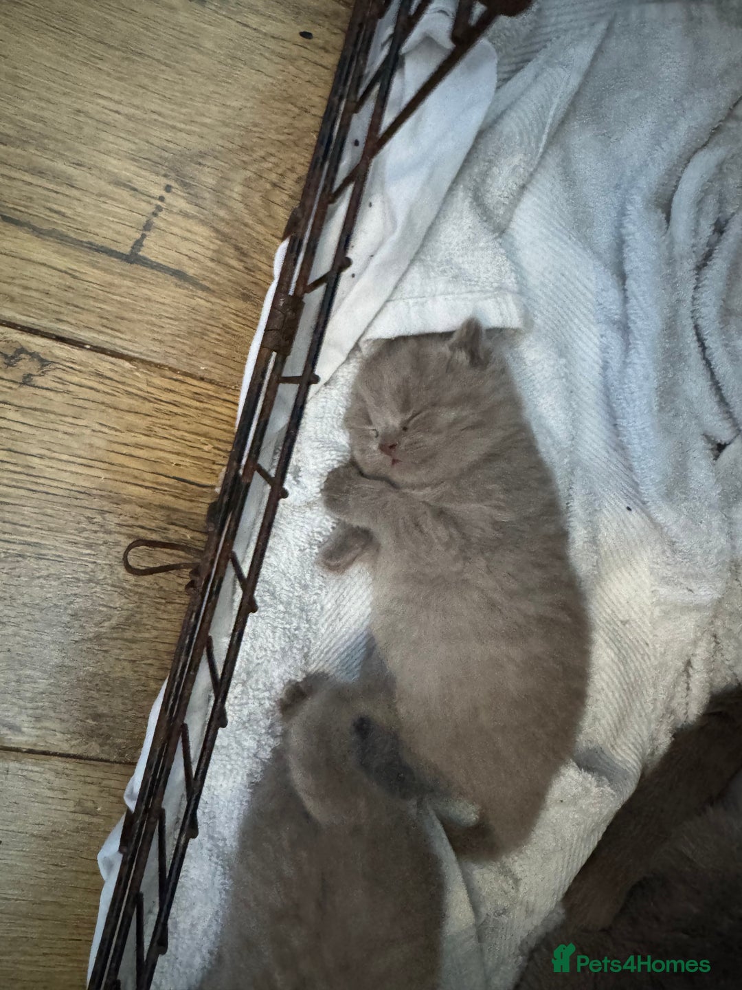 British Shorthair cats for sale: British Shorthair babies  - Image 16