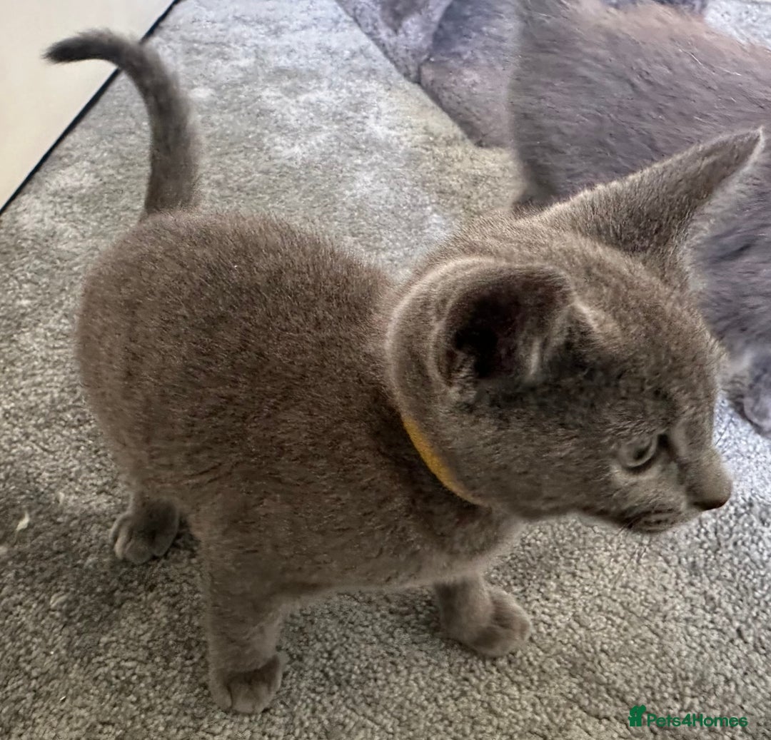 Russian Blue cats for sale: Russian Blue Kittens  in Lanark - Image 18