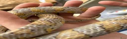Corn Snake reptiles for sale: Healthy Adult Corn Snake (male) + Large Vivarium in Ashford - Advert 7