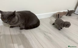 British Shorthair cats for sale: 4 adorable British Shorthair kittens - Advert 6