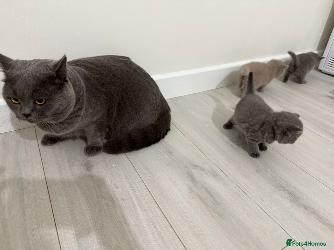 British Shorthair cats for sale: 4 adorable British Shorthair kittens - Advert 6