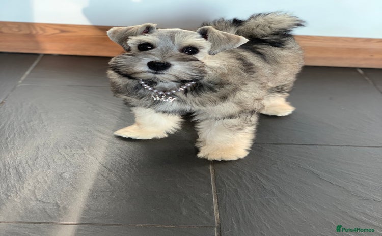 Miniature Schnauzer dogs in King's Lynn - Advert 2