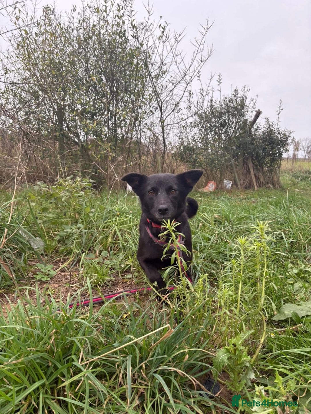 Mixed Breed dogs for adoption: Melody - Norwich Norfolk  - Advert 16