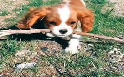 Cavalier King Charles Spaniel dogs for sale: KC Cavalier King Charles Puppies - Image 1