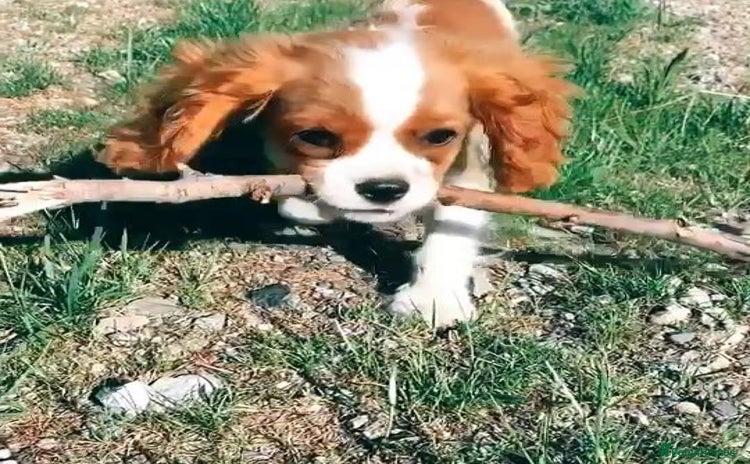 Cavalier King Charles Spaniel dogs for sale - Advert 1