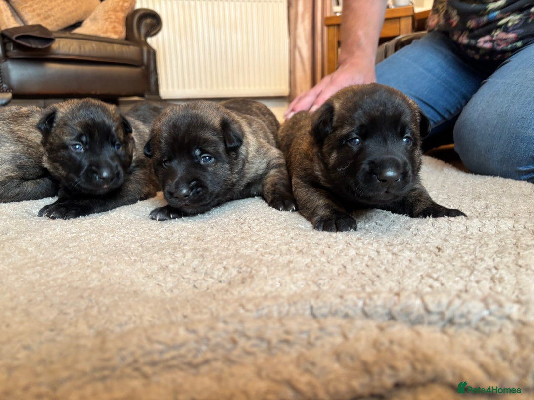 Belgian Shepherd Dog dogs for sale: Dutch shepherd puppies  - Image 6
