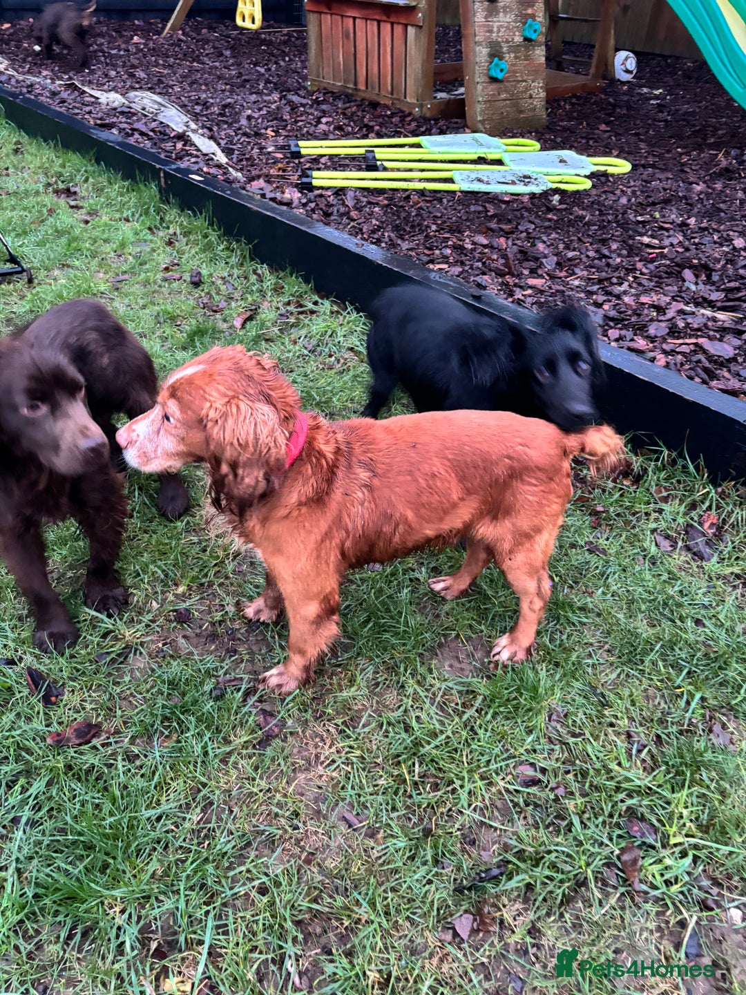Cocker Spaniel dogs for sale: George is  **   - Advert 3