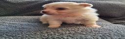 Pomchi dogs for sale: Adorable Pomchi Puppies - Viewings now welcome - Advert 1