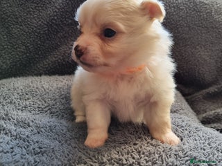 Pomchi dogs Adorable Pomchi Puppies - Viewings now welcome - Advert 1