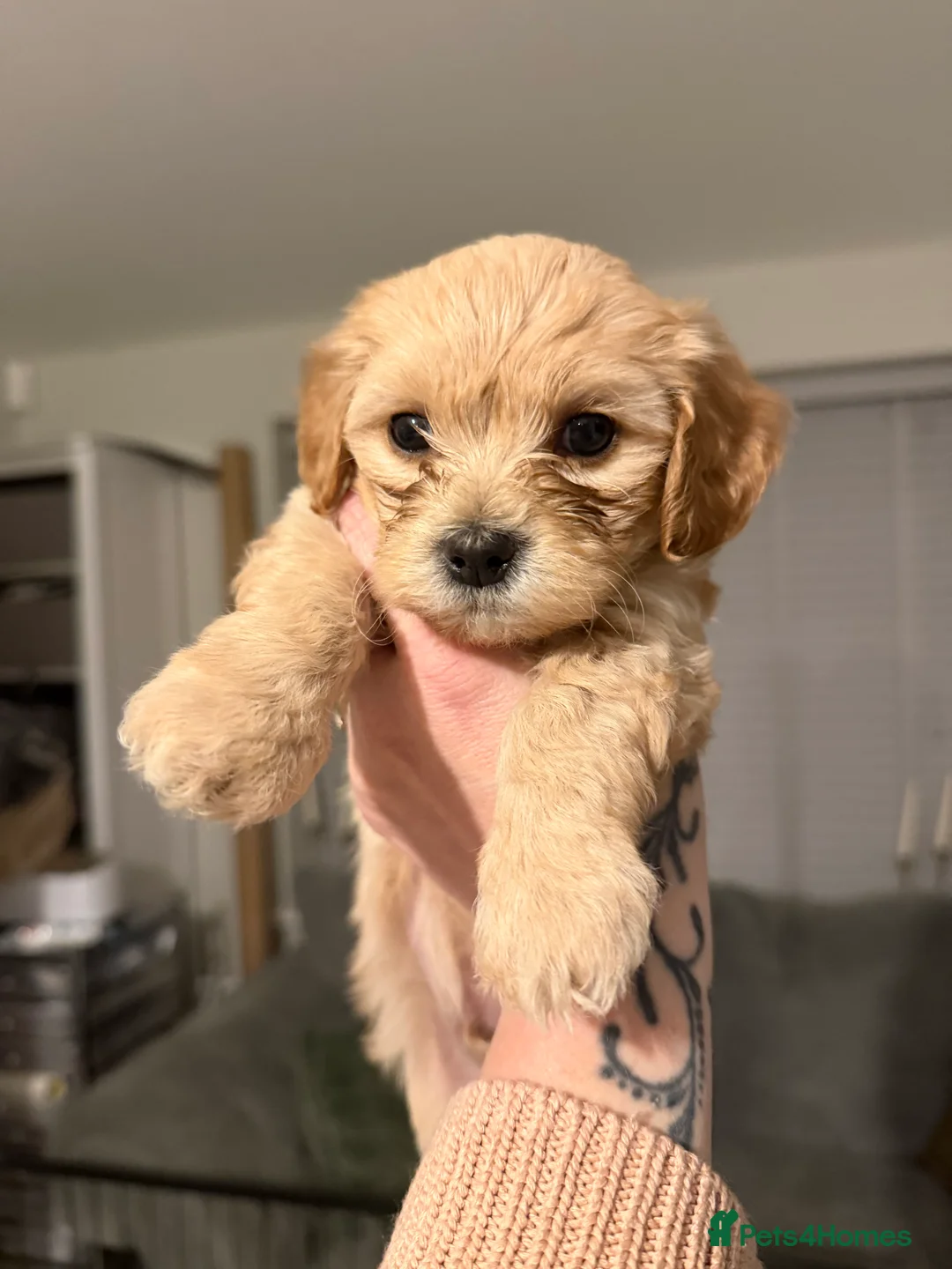 Mixed Breed dogs for sale: Cavamaltipoo - Advert 6