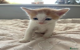 Mixed Breed cats for sale: Kittens for sale  - Image 12