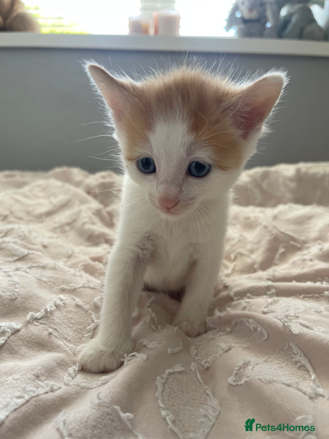 Mixed Breed cats for sale: Kittens for sale  - Image 12