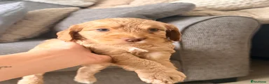 Cockapoo 4