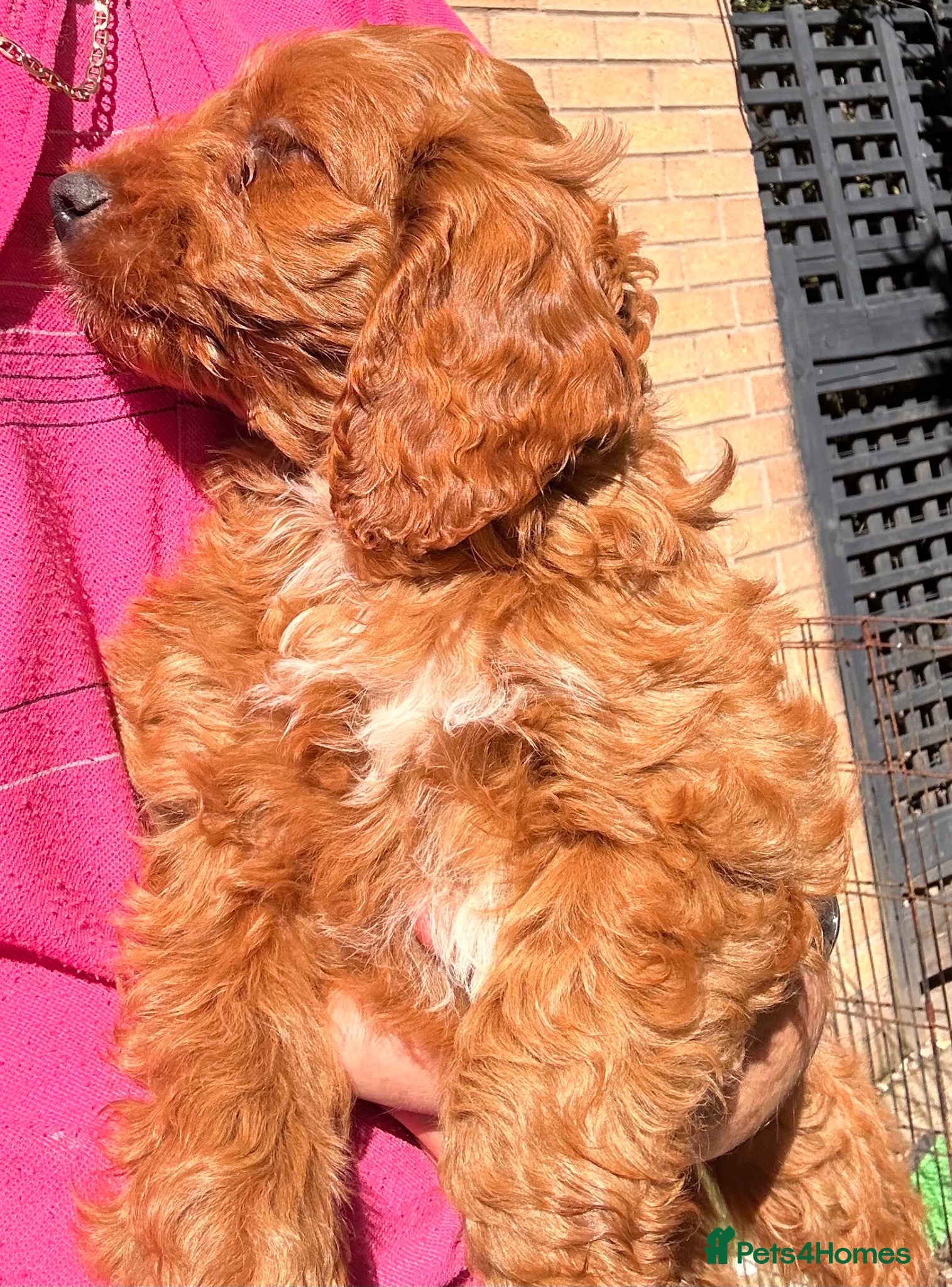 Cockapoo dogs for sale: READY NOW! RED F1 HEALTH-CHECKED TOY COCKAPOOS - Advert 10