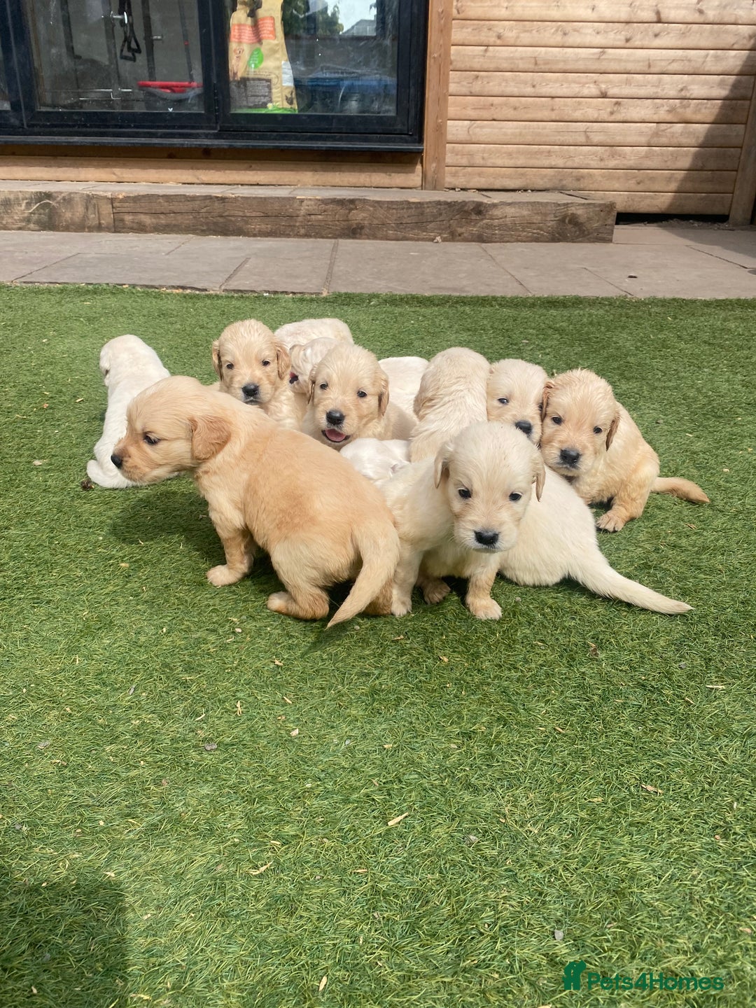 Golden Retriever dogs for sale: KC REGISTERED ®️ GOLDEN RETRIEVER PUPPIES 🐶 ❤️ - Image 15