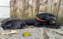Labrador Retriever dogs for sale: ⭐️READY TO GO NEXT WEEK⭐️KC Reg Labrador Puppies  - Image 7