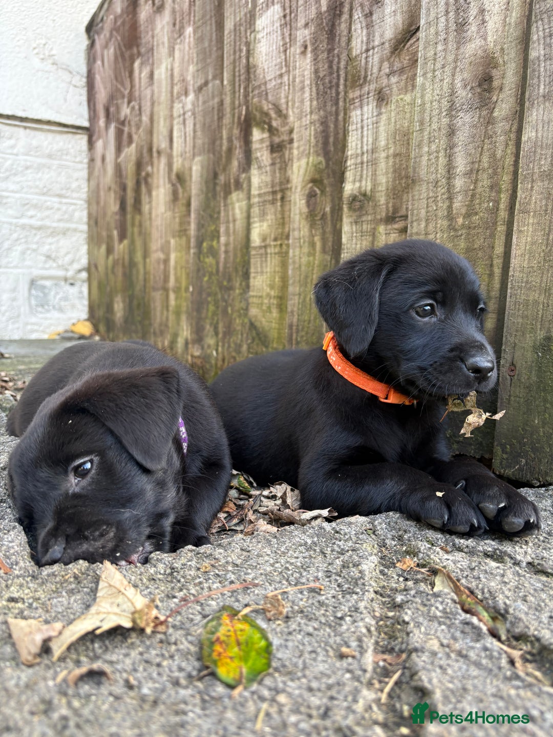 Labrador Retriever dogs for sale: ⭐️READY TO GO NEXT WEEK⭐️KC Reg Labrador Puppies  - Image 7
