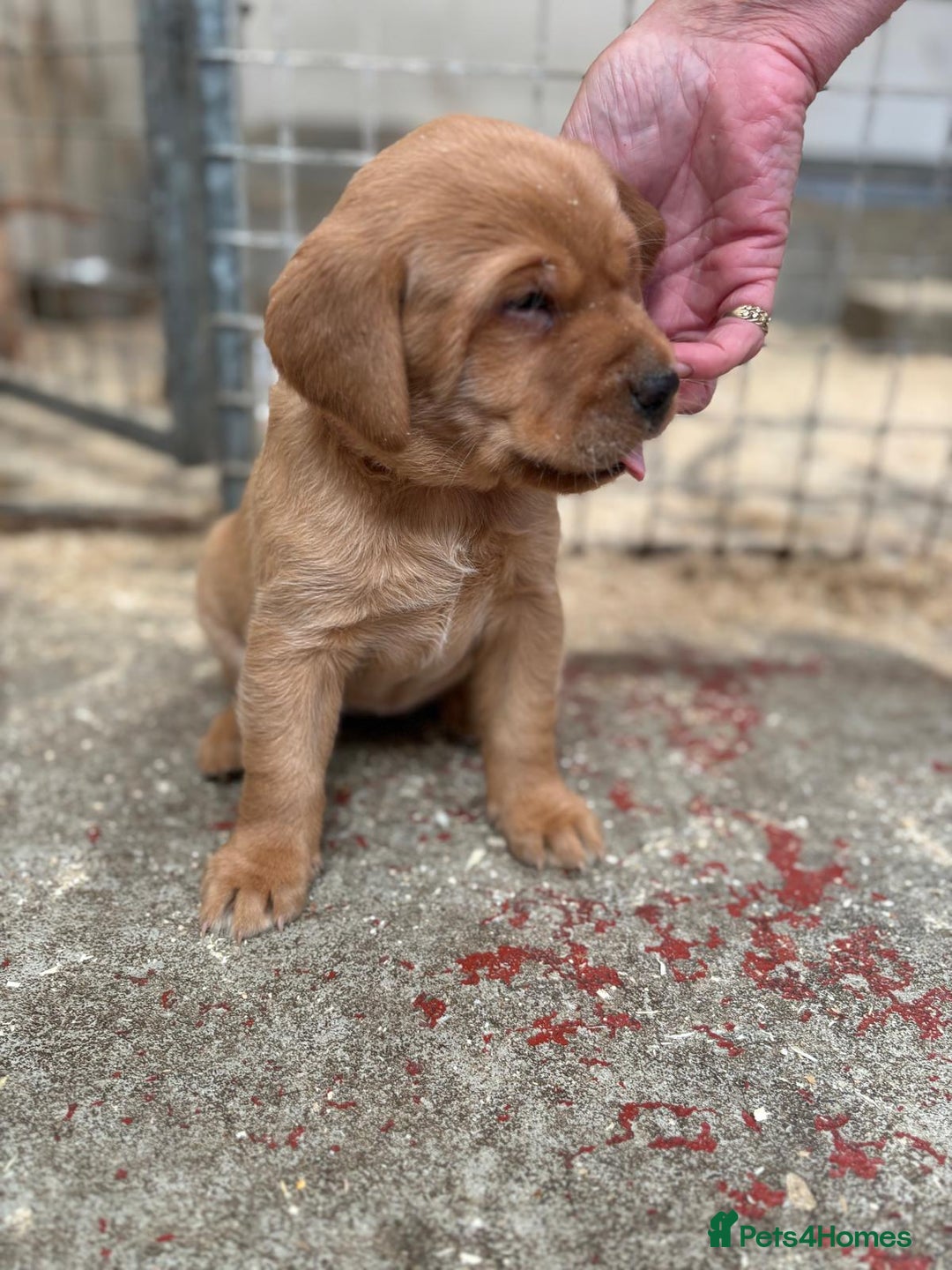 Labrador Retriever dogs for sale: Labrador Kc registered  - Image 9