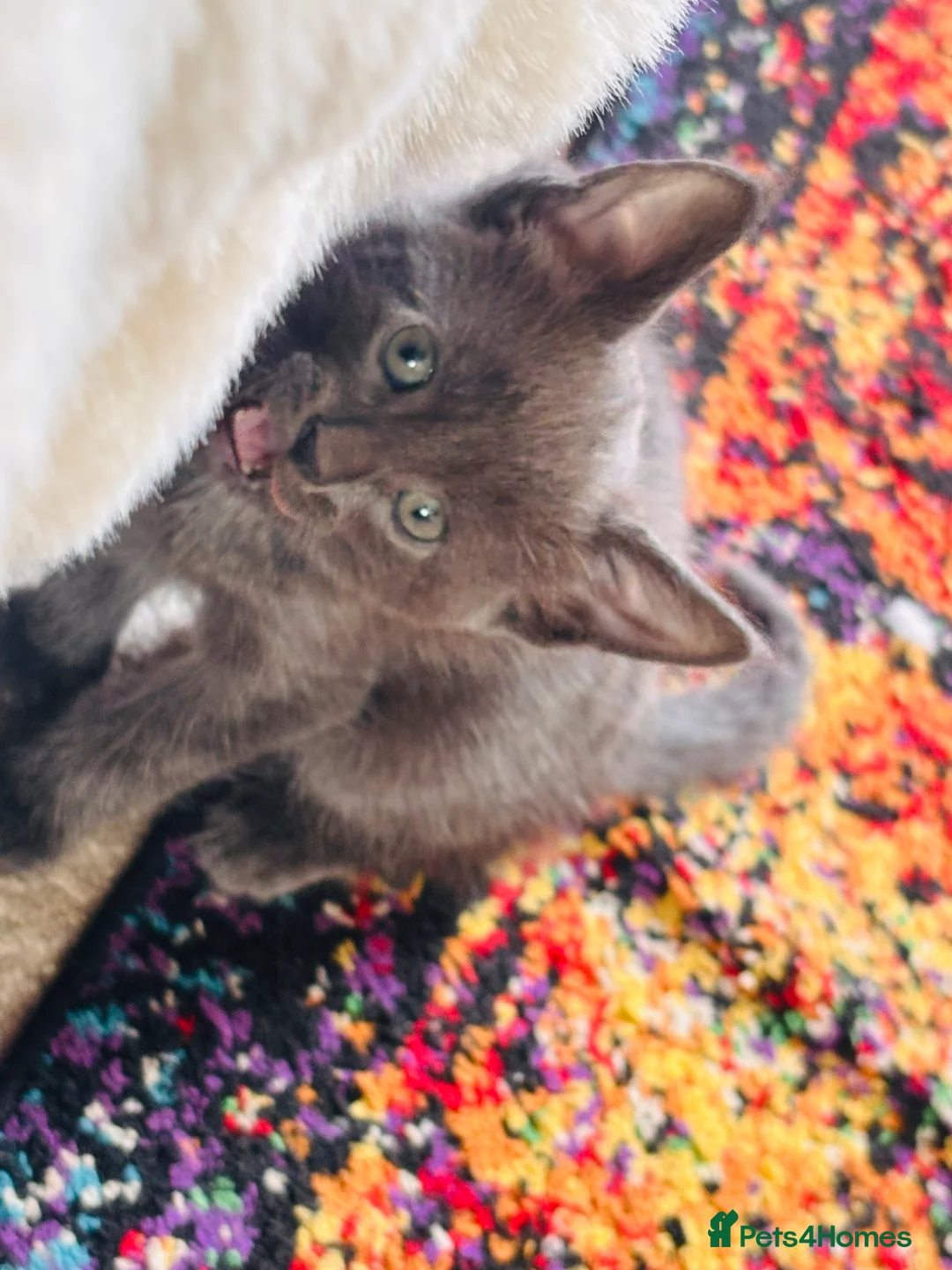 Mixed Breed cats for sale: Half Main Coon Kittens  - Advert 32